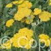 Achillea Moonshine Achillea Moonshine