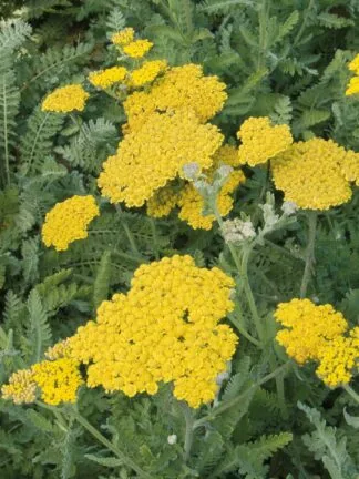 Achillea  Moonshine