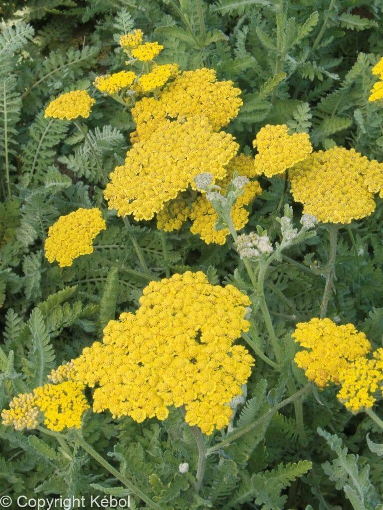 Achillea Moonshine Achillea Moonshine