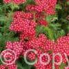 Achillea Red Velvet Achillea Red Velvet