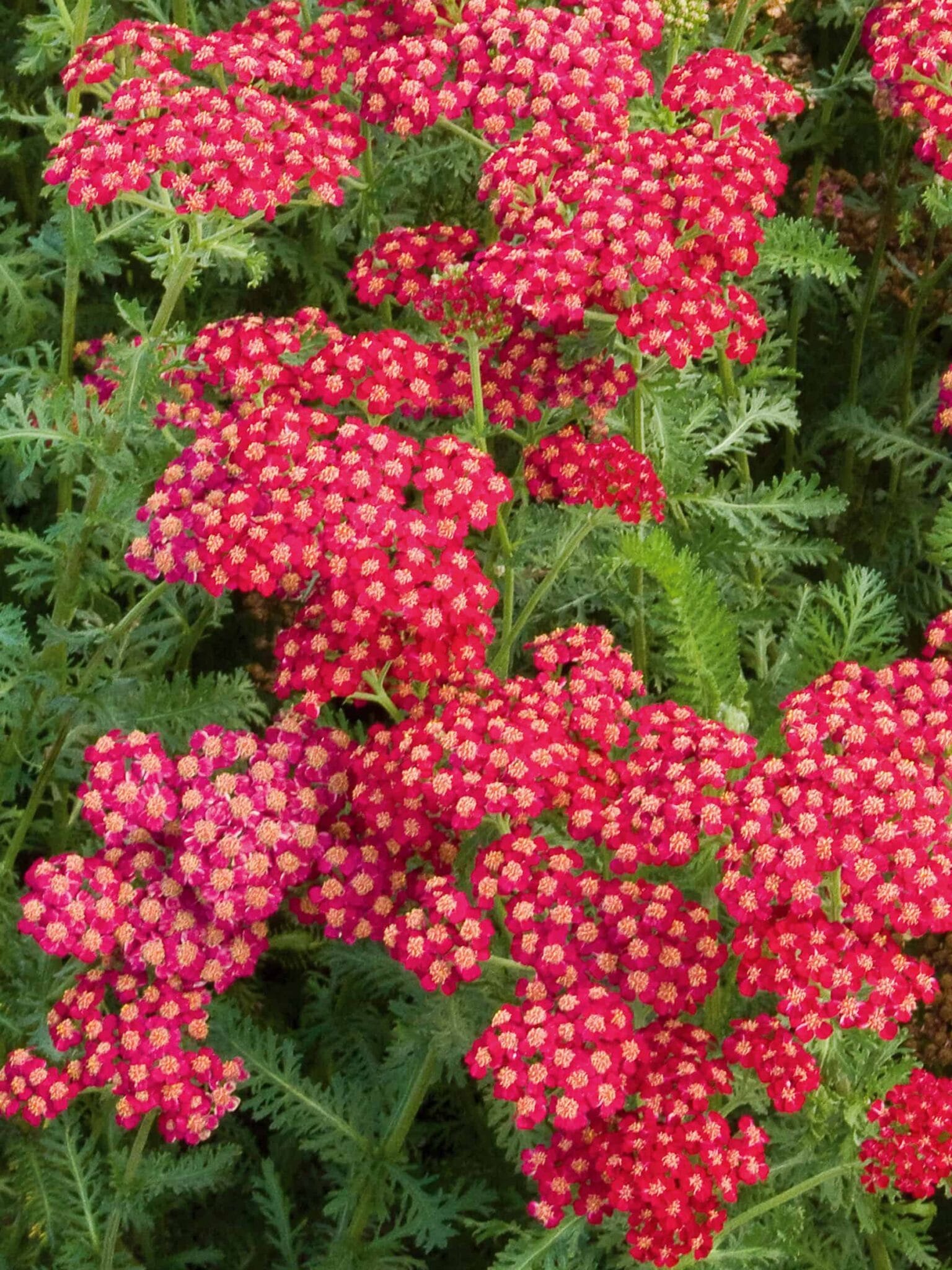 Achillea Red Velvet Achillea Red Velvet