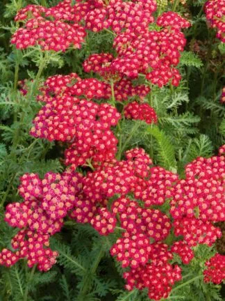 Achillea  Red Velvet