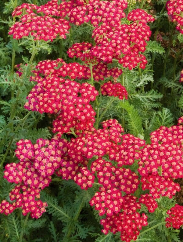 Achillea  Red Velvet