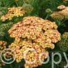 Achillea Tricolor Achillea Tricolor