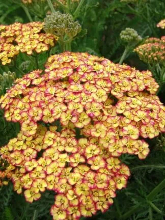 Achillea  Tricolor