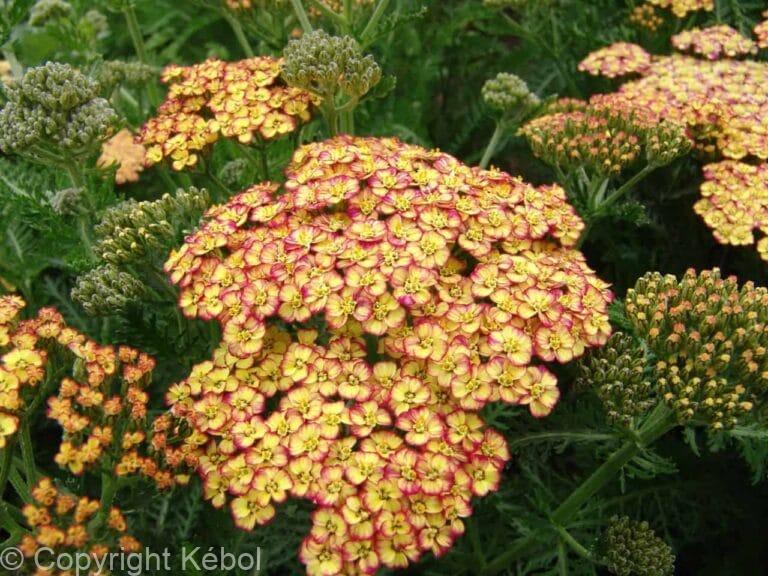 Achillea Tricolor Achillea Tricolor