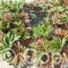 Aconitum Royal Flush