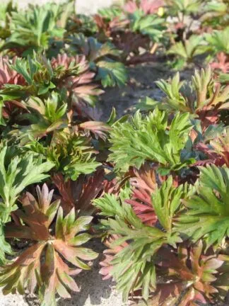 Aconitum Royal Flush - case