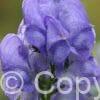 Aconitum fischeri
