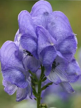 Aconitum Fischeri - case