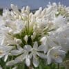 Agapanthus Polar Ice