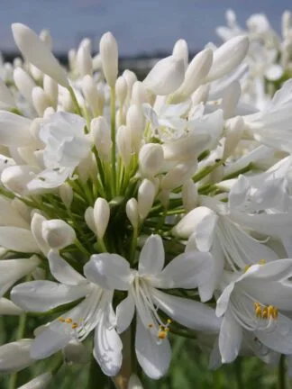 Agapanthus Polar Ice - case