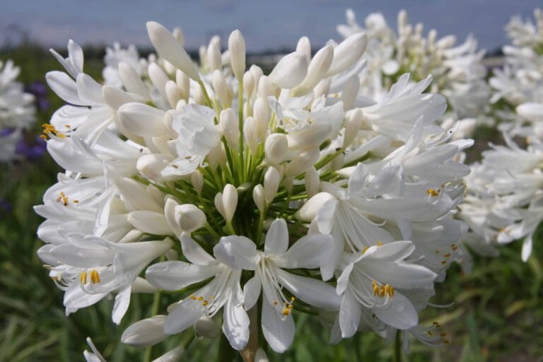 Agapanthus Polar Ice