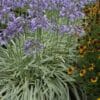 Agapanthus Silver Moon