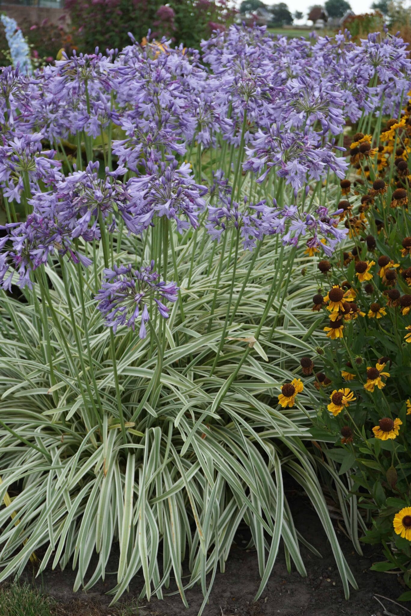 Agapanthus Silver Moon