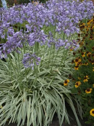 Agapanthus Silver Moon - case