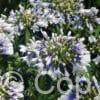 Agapanthus Twister