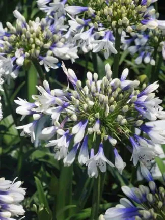Agapanthus Twister - case