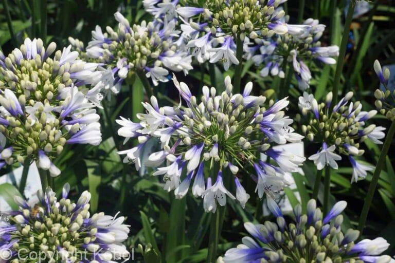 Agapanthus Twister