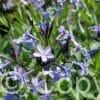 Amsonia Blue Ice