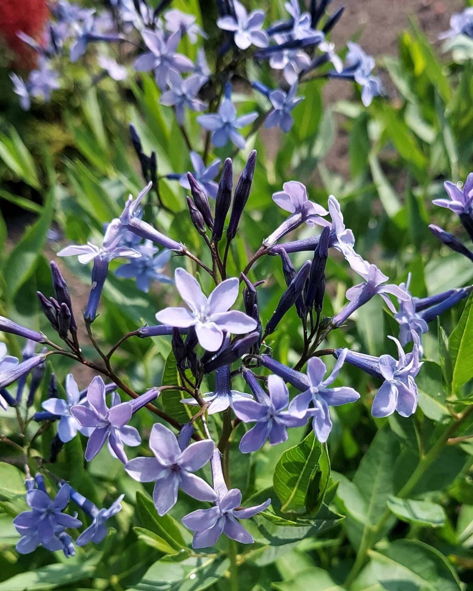 Amsonia Blue Ice