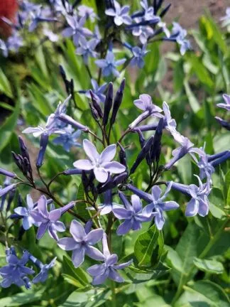 Amsonia Blue Ice - case