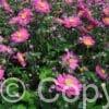 Anemone Prinz Heinrich