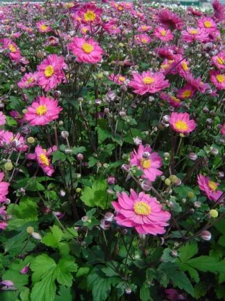 Anemone Prinz Heinrich - case