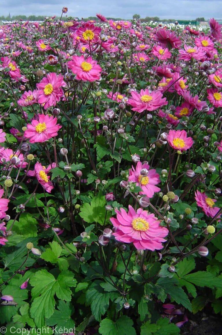 Anemone Prinz Heinrich