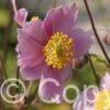 Anemone Robustissima
