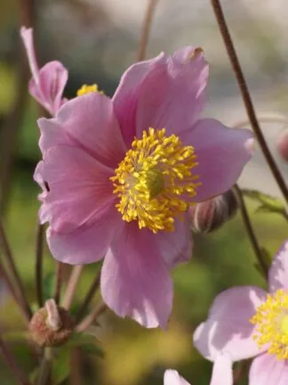 Anemone Robustissima - case