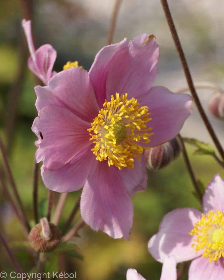 Anemone Robustissima
