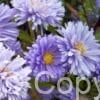 Aster Marie Ballard