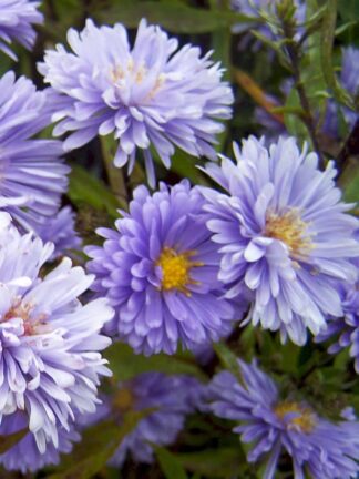 Aster Marie Ballard