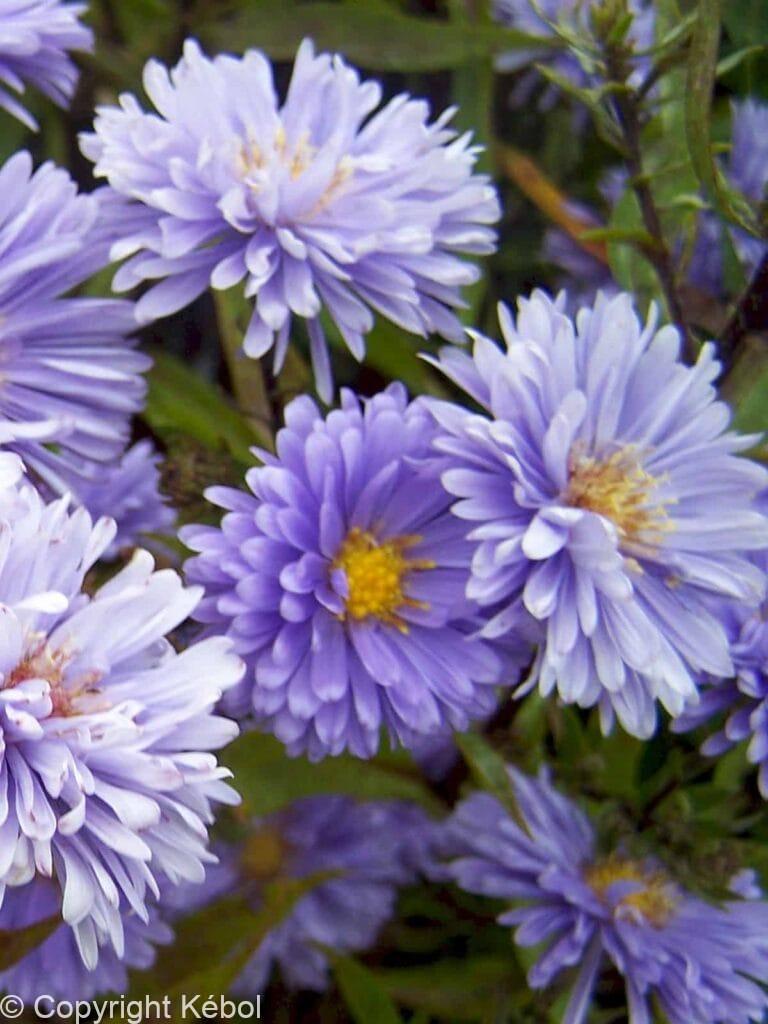 Aster Marie Ballard