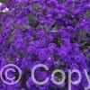 Aster Midnight Sky