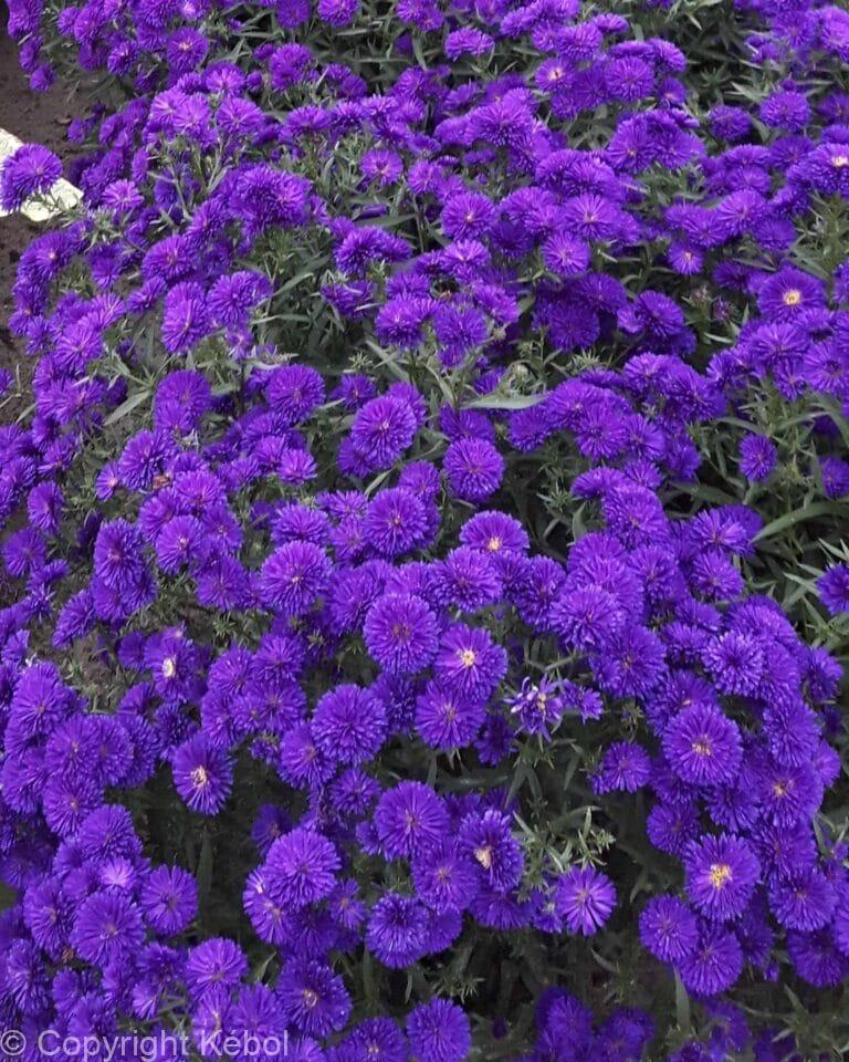 Aster Midnight Sky
