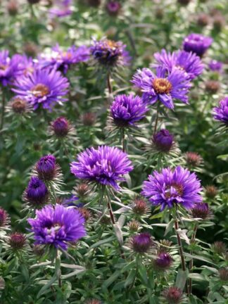 Aster Purple Dome