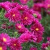 Aster Royal Ruby