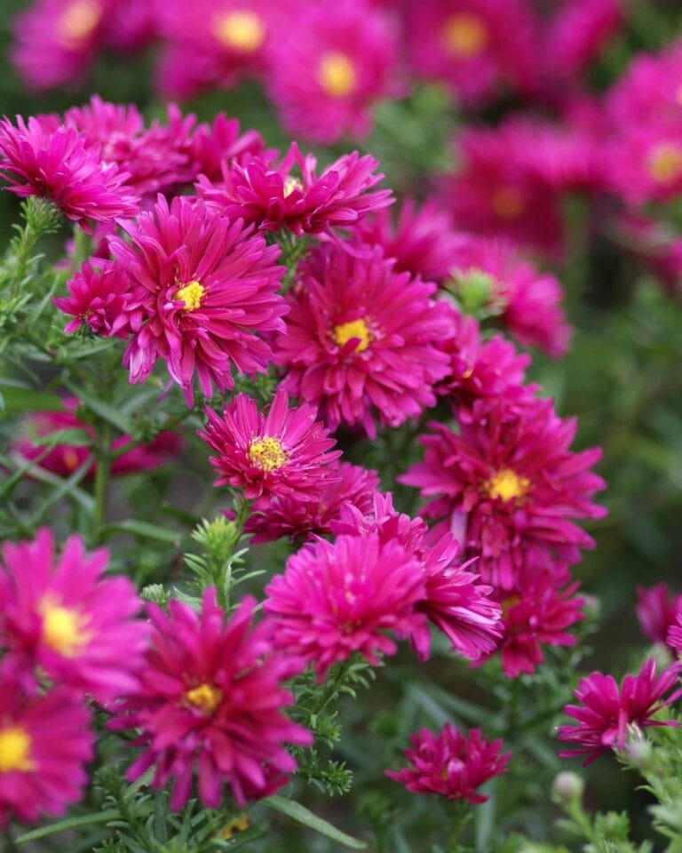 Aster Royal Ruby