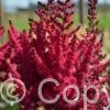 Astilbe Cardinal