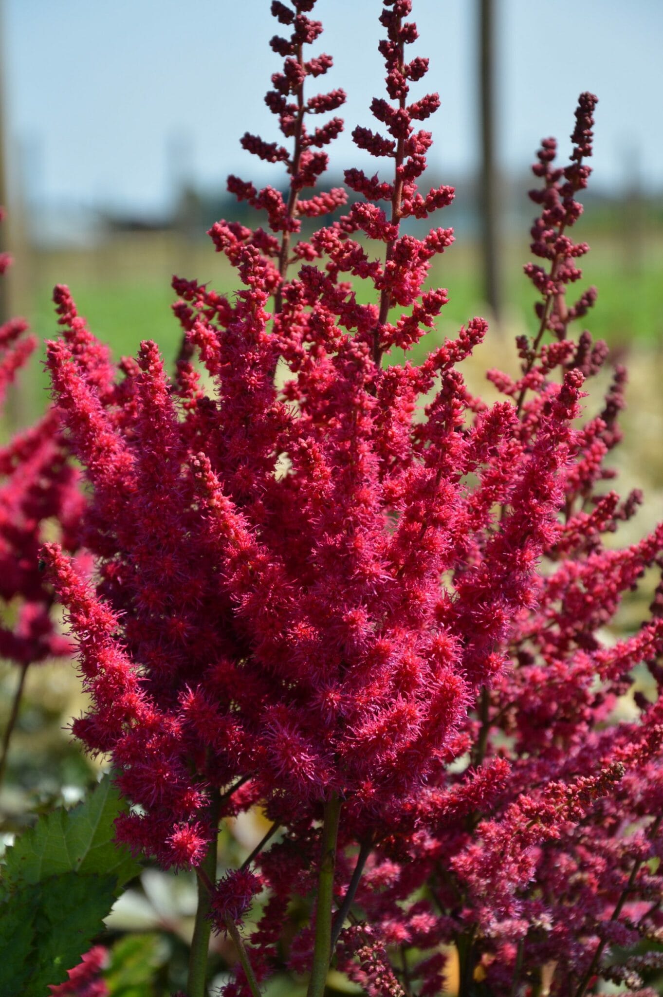 Astilbe Cardinal