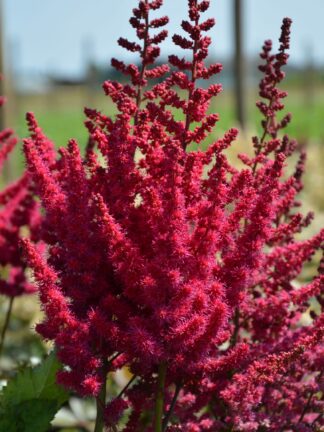 Astilbe Cardinal