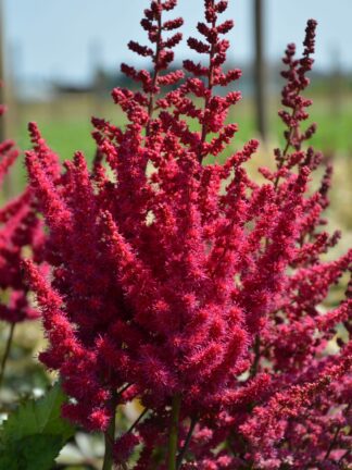 Astilbe  Cardinal