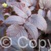 Astilbe Chocolate Shogun