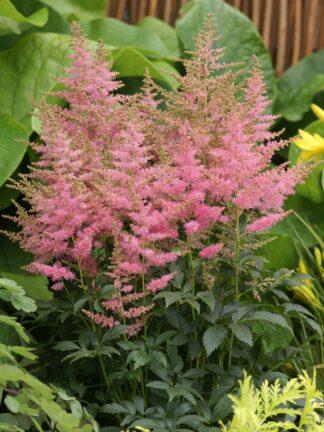 Astilbe  Country and Western