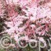 Astilbe Delft Lace