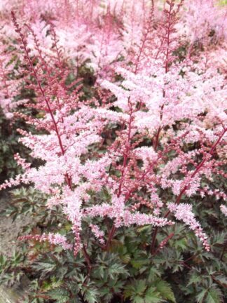 Astilbe Delft Lace