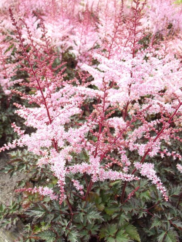 Astilbe Delft Lace