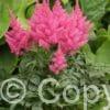 Astilbe Drum and Bass